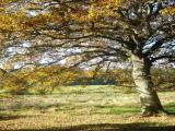 Herbstimpressionen Okt. 2007
