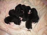 Berner Sennenhund Babys.jpg